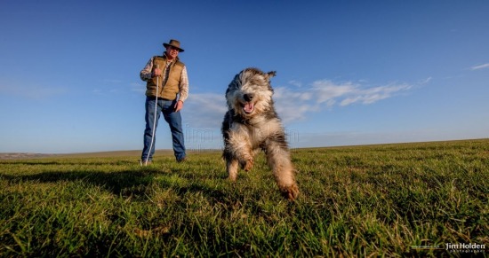 Bearded Collie Sheep Dog