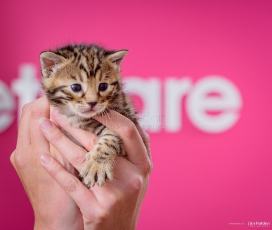 Cobie Vetcare
